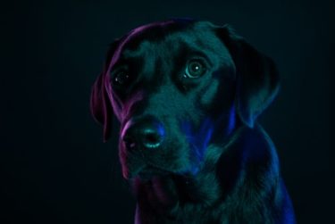 首輪って苦しそうだけど、プロはどう考えているの？